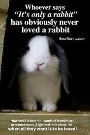 Bunniekins_0-1762789139052.jpeg