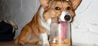 corgi.jpg