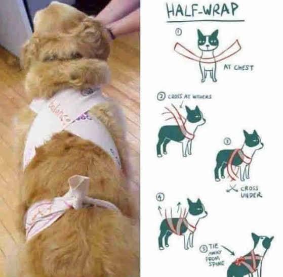 This "half wrap" is said to help reduce doggy anxiety for thunderstorms and fireworks.