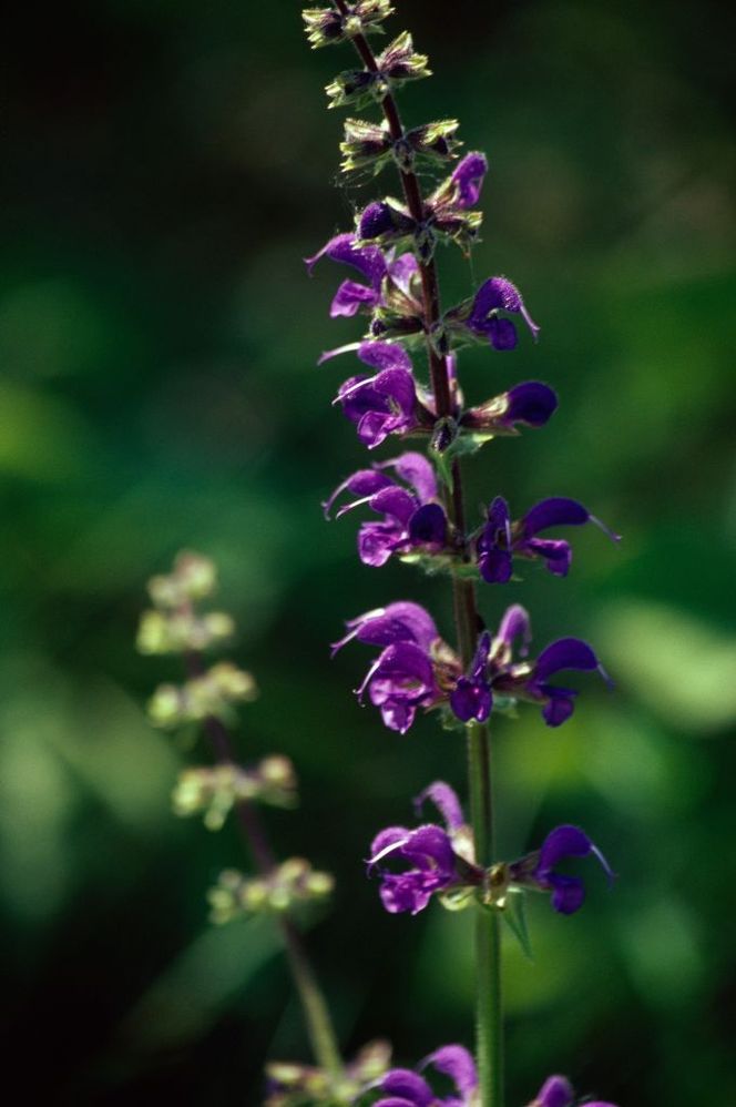 meadow-clary-or-meadow-sage-1508785044.jpg