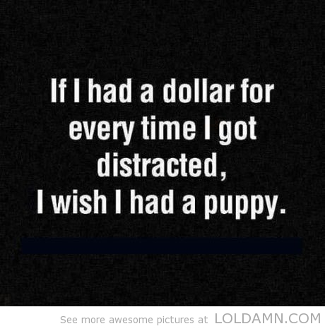 funny-dollar-distracted-puppy.jpg